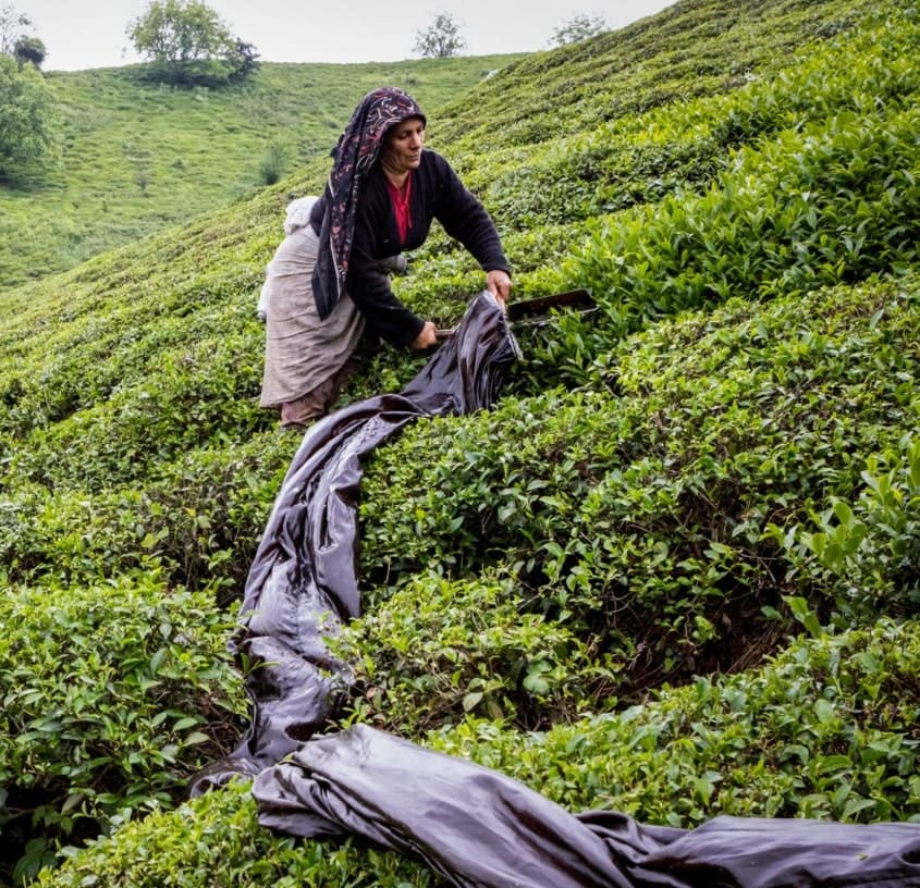 کشت چای در لاهیجان